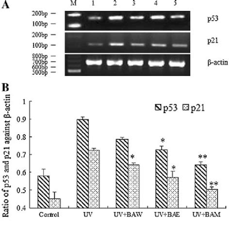 Gene Expression Of P53 And P21 By Rt Pcr In Uvirradiated Hepg2 Cells