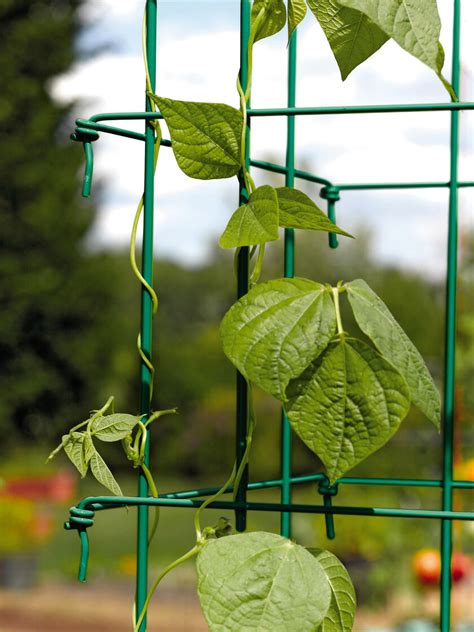 Bean Trellis Pole Bean Trellis Green Bean Trellis