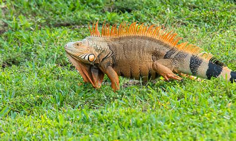 Green Iguana