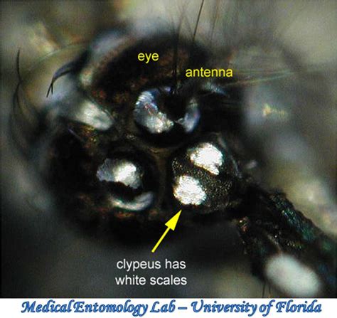 Diptera Culicidae Aedes Aegypti Yellow Fever Mosquito I Urban