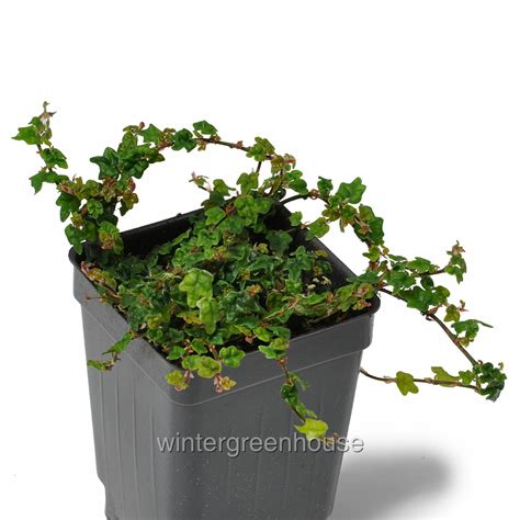 Ficus Pumila Quercifolia Minima Tiny Oak Leaf Creeping Fig Pot Size