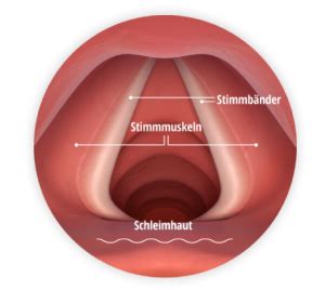 Stimmbänder Aufbau Funktion Gelorevoice