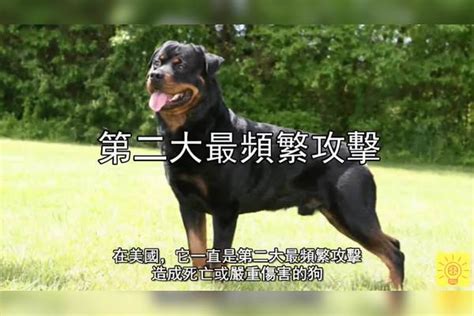 全球禁养！专为死斗而生的战斗犬种，分分钟干掉藏獒，太强悍！藏獒分分钟的战斗