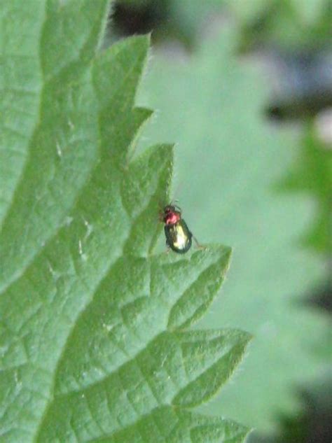 17 05 2010 BW Willow flea beetle Crepidodera aurata dřep Flickr