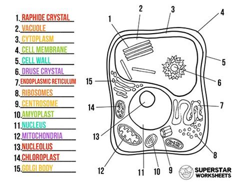 Plant Cells Worksheet Cells Worksheet Plant Cell