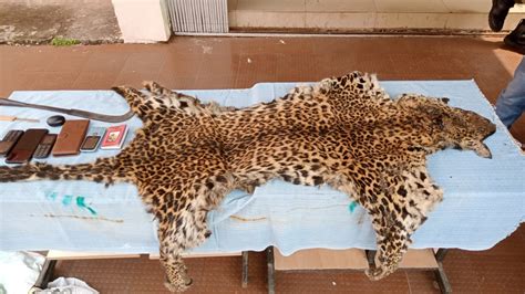 Leopard Skin Seized In Odisha Five Arrested