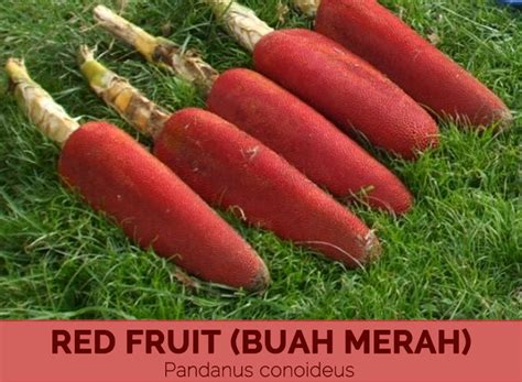 Health Benefits Of Buah Merah Red Fruit