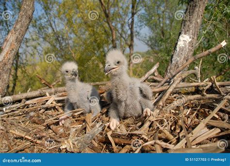 White-tailed eagle stock image. Image of raptor, wathcing - 51127703