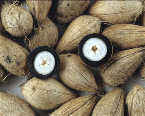 Murumuru Butter - 100% pure from Brazil. – Rainforest Chica