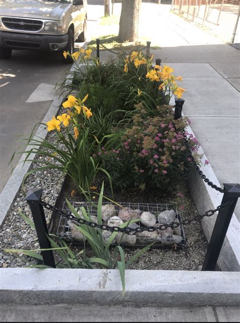 The Sidewalk Gardens That Are Making Water Cleaner In New Haven Long