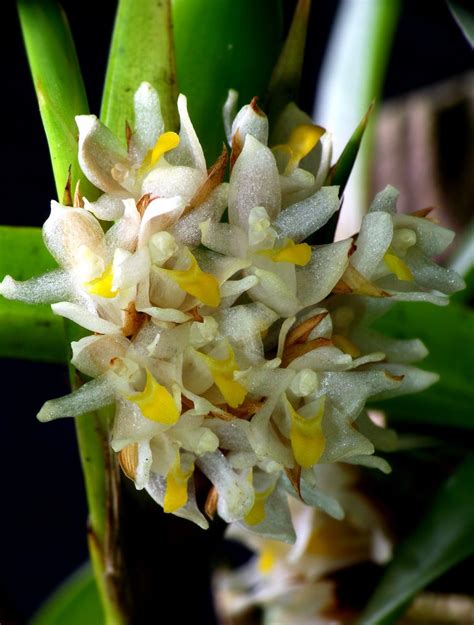 Maxillaria Neglecta