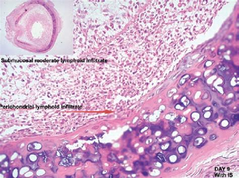 Hematoxylin And Eosin H E Stained Cross Section Of Trachea Of