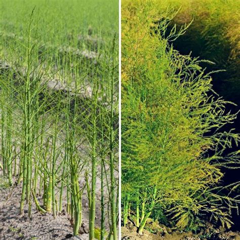 Two Pictures Of Green Plants In The Dirt And One Has Grass Growing Out