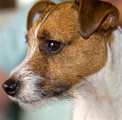 可爱杰克罗素泰瑞的肖像忠诚眼睛小狗宠物动物犬类姿势头发警卫耳朵高清图片下载 正版图片320798452 摄图网