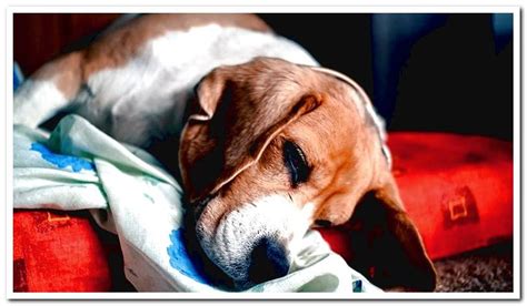 Symptoms And Treatment Of Abscesses In Dogs Dogsis