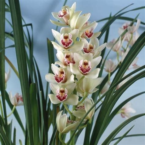 Orqu Dea Cymbidium Como Cuidar E Fazer Florir Blog Da Plantei