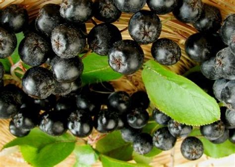 Черноплодная рябина: простые рецепты из нее | Berries, Fruit, Preserves