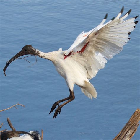 Australian White Ibis Threskiornis Molucca With Nesting Material At