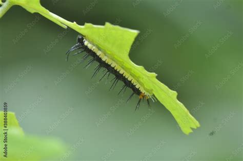 fauna y flora de la sierra nevada de Santa Marta Stock Photo | Adobe Stock