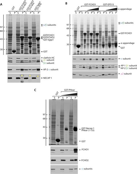 Figures And Data In A Clathrin Coat Assembly Role For The Muniscin