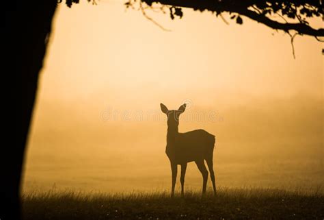 Red Deer Hind At Dawn Looking For The Rest Of The Herd Stock Image
