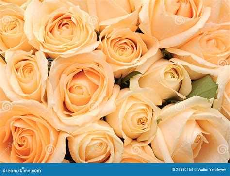 Cream Roses Background Stock Images - Image: 25510164