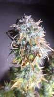 Fat Monkey Auto Von Anesia Seeds Cannabis Sorten Infos