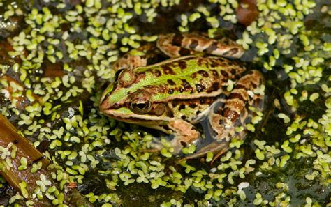 Photo Italian Pool Frog Pelophylax Lessonae Bergeri Observation Org