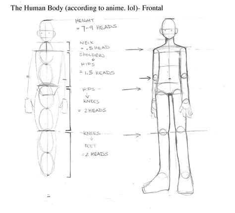 How To Draw Manga Male Body Proportions Astar Tutorial