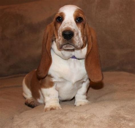 Basset Hound Puppies For Sale Cranberry Township Pa 299471