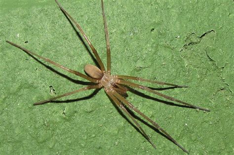 9 Surprising Facts About Crevice Weaver Spider - Facts.net