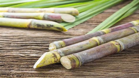 Academics Involvement Crucial To Develop Superior Sugarcane Varieties