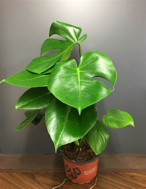 Monstera Indoor Plant Penny Johnson Flowers Coleshill Birmingham