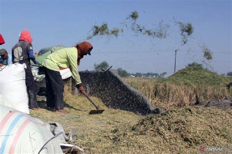 BPS Nilai Tukar Petani Sumut Turun 2 30 Persen Pada Mei 2023 ANTARA