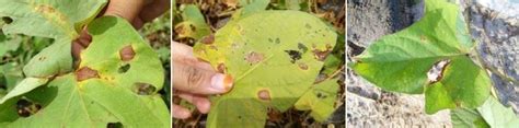 Symptoms Of Curvularia Leaf Blotch On Purple Sweet Potato Download