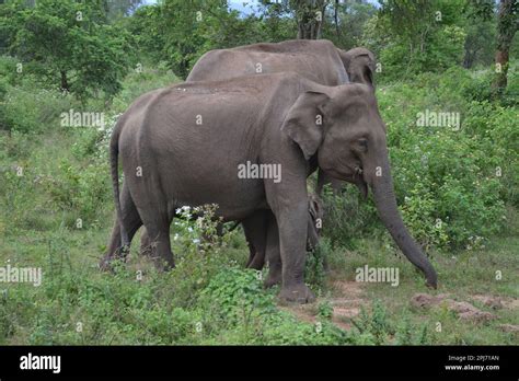 Wasgamuwa National Park Safari Stock Photo - Alamy