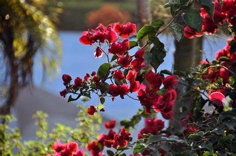 Amazing red flowers Photograph by Stefan Pettersson - Fine Art America