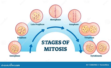 Draw A Diagram Of Each Phase Of Mitosis Stages Of Mitosis Di