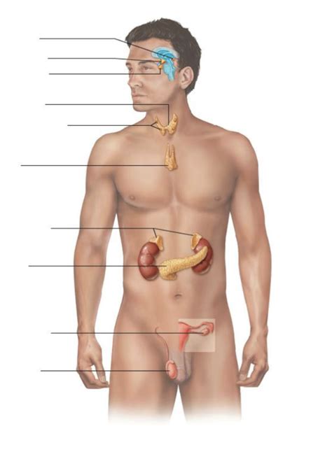 Bms Lab Final Exam Diagram Quizlet