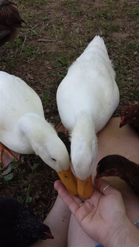 Pekin