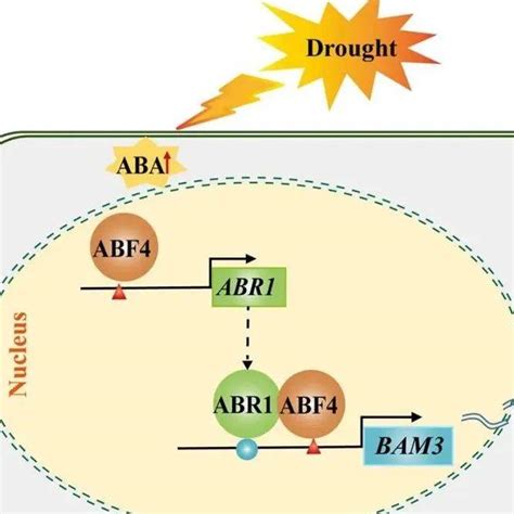 华中农大果树栽培团队揭示柑橘干旱逆境应答新机制调控植物基因