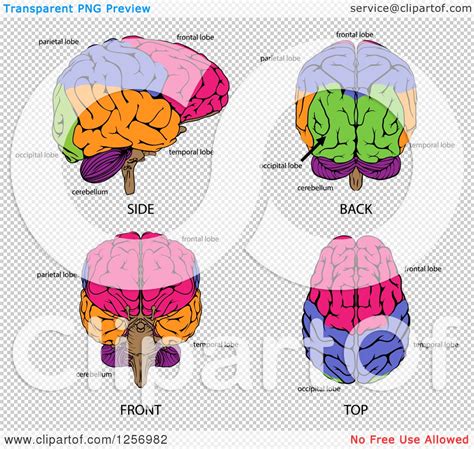 Clipart Of Different Angles Of Human Brains And Labels Royalty Free