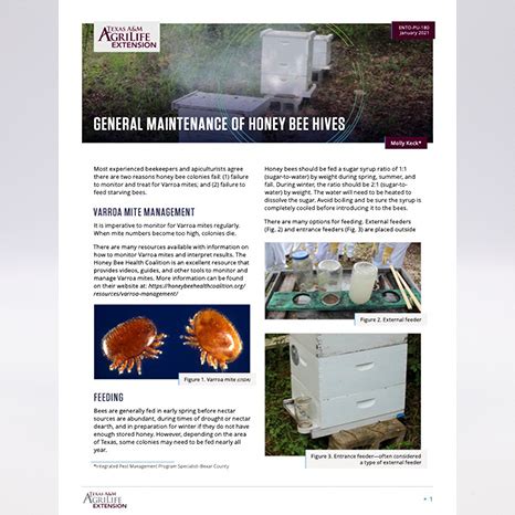 General Maintenance of Honey Bee Hives | Publications | AgriLife Learn