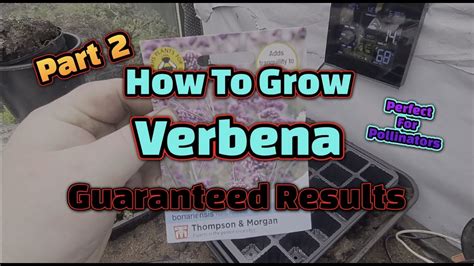 How To Grow Verbena From Seed Potting On Part 2 YouTube