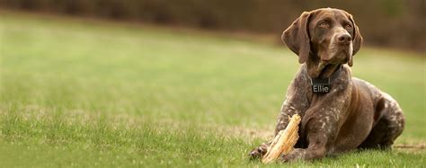 German Shorthaired Pointer Dog Names | Popular Male and Female Names | Wag!