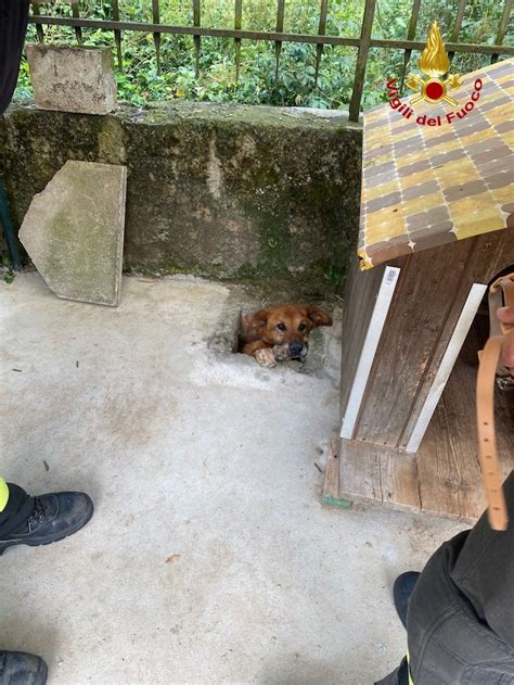 Cane Intrappolato In Un Canale Di Scolo A Cunardo Lo Salvano I Vigili