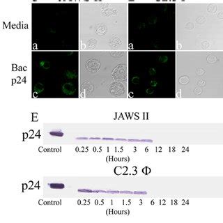 Internalization Of Hiv P By Jaws Ii Cells And C Macrophages