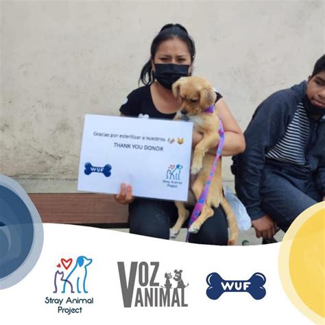 WUF Conoce A La ONG Peruana Que Trabaja Por Los Perros Sin Hogar Desde