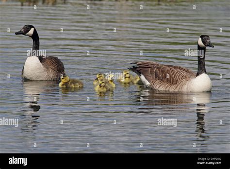 Canada Goose Branta Canadensis Introduced Species Adult Pair With Goslings Swimming On