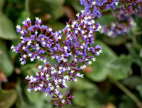Flower Homes: Caspia Flowers